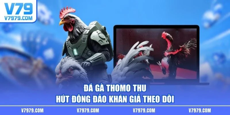 Đá gà Thomo thu hút đông đảo khán giả theo dõi