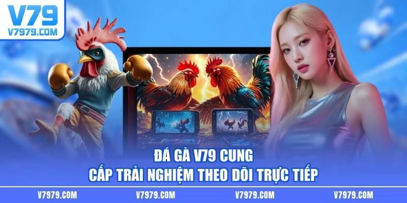 Đá gà V79 cung cấp trải nghiệm theo dõi trực tiếp