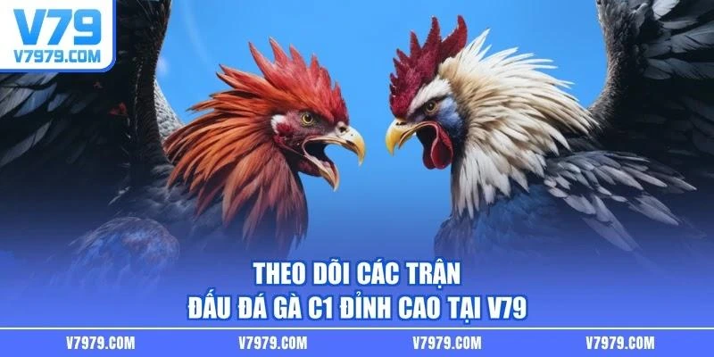 Theo dõi các trận đấu đá gà C1 đỉnh cao tại V79