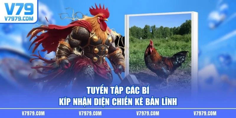 Tuyển tập các bí kíp nhận diện chiến kê bản lĩnh